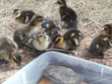 baby ducks 001