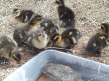 baby ducks 001