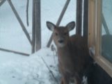 deer in the window